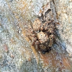 Servaea sp. (genus) at Molonglo Valley, ACT - 2 Jan 2022 11:45 AM