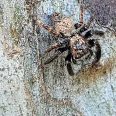 Servaea sp. (genus) (Unidentified Servaea jumping spider) at Molonglo River Reserve - 2 Jan 2022 by tpreston