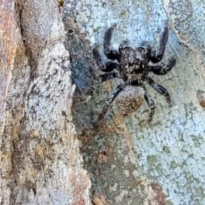 Servaea sp. (genus) at Molonglo Valley, ACT - 2 Jan 2022