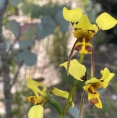Diuris sulphurea (Tiger orchid) at Booth, ACT - 1 Jan 2022 by JaneR