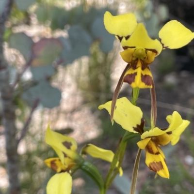 Diuris sulphurea (Tiger Orchid) at Booth, ACT - 1 Jan 2022 by JaneR