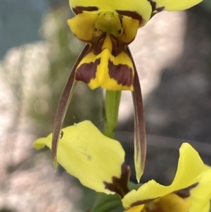 Diuris sulphurea at Booth, ACT - suppressed