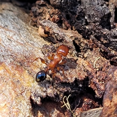 Podomyrma sp. (genus) (Muscleman Tree Ant) at Kama - 2 Jan 2022 by tpreston