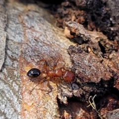 Podomyrma sp. (genus) at Molonglo Valley, ACT - 2 Jan 2022