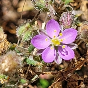 Spergularia rubra at Molonglo Valley, ACT - 2 Jan 2022