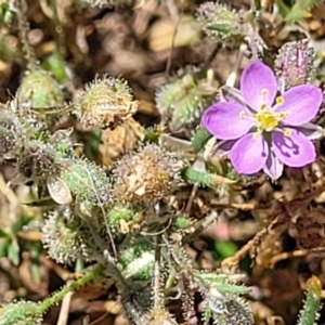 Spergularia rubra at Molonglo Valley, ACT - 2 Jan 2022