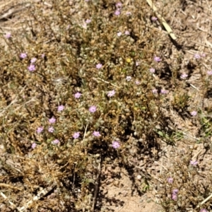 Spergularia rubra at Molonglo Valley, ACT - 2 Jan 2022