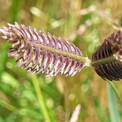 Eleusine tristachya (Goose Grass, Crab Grass, American Crows-Foot Grass) at Molonglo Valley, ACT - 2 Jan 2022 by tpreston