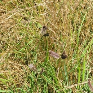 Eleusine tristachya at Molonglo Valley, ACT - 2 Jan 2022