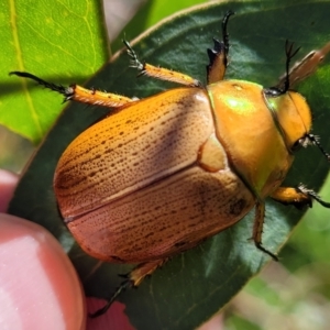 Anoplognathus brunnipennis at Belconnen, ACT - 2 Jan 2022 11:35 AM