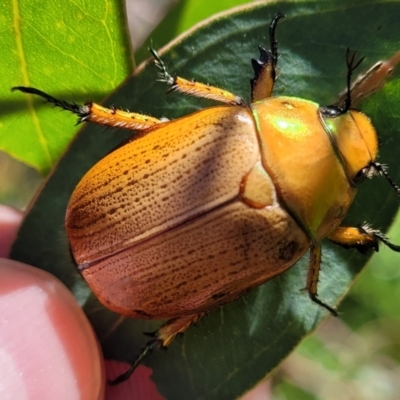 Anoplognathus brunnipennis (Green-tailed Christmas beetle) at Molonglo River Reserve - 2 Jan 2022 by trevorpreston