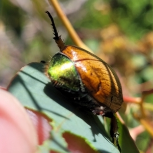 Anoplognathus brunnipennis at Belconnen, ACT - 2 Jan 2022