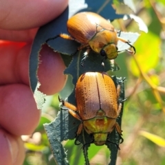 Anoplognathus brunnipennis at Belconnen, ACT - 2 Jan 2022