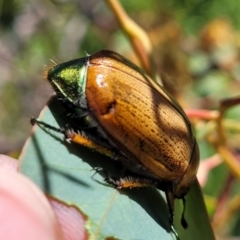 Anoplognathus brunnipennis at Belconnen, ACT - 2 Jan 2022 11:35 AM