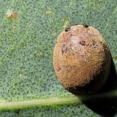 Trachymela sp. (genus) (Brown button beetle) at Molonglo Valley, ACT - 2 Jan 2022 by tpreston