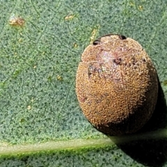 Trachymela sp. (genus) (Brown button beetle) at Molonglo River Reserve - 2 Jan 2022 by tpreston