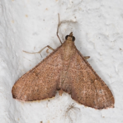 Endotricha ignealis (A Pyralid moth (Endotrichinae)) at Melba, ACT - 28 Oct 2021 by kasiaaus