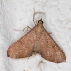 Endotricha ignealis (A Pyralid moth (Endotrichinae)) at Melba, ACT - 27 Oct 2021 by kasiaaus