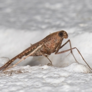 Endotricha ignealis at Melba, ACT - 28 Oct 2021