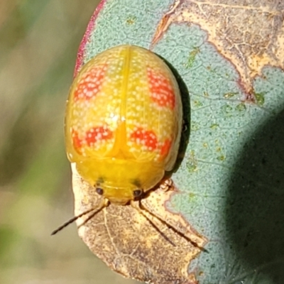 Paropsisterna fastidiosa (Eucalyptus leaf beetle) at Molonglo River Reserve - 2 Jan 2022 by tpreston