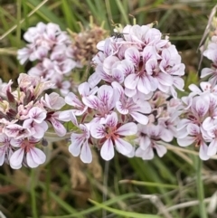 Pelargonium australe (Austral Stork's-bill) at Booth, ACT - 1 Jan 2022 by JaneR