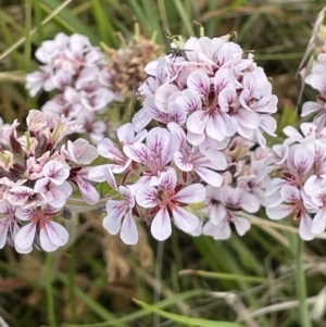 Pelargonium australe at Booth, ACT - 1 Jan 2022 01:52 PM