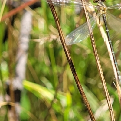 Unverified Damselfly (Zygoptera) at Molonglo Valley, ACT - 2 Jan 2022 by trevorpreston