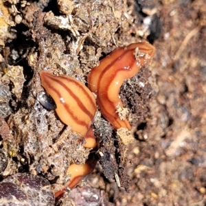 Anzoplana trilineata at Molonglo Valley, ACT - 2 Jan 2022