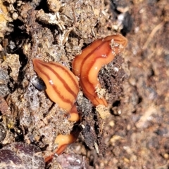 Anzoplana trilineata (A Flatworm) at Molonglo River Reserve - 2 Jan 2022 by tpreston