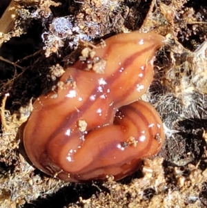 Anzoplana trilineata at Molonglo Valley, ACT - 2 Jan 2022