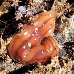 Anzoplana trilineata at Molonglo Valley, ACT - 2 Jan 2022