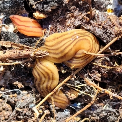 Fletchamia quinquelineata (Five-striped flatworm) at Kama - 2 Jan 2022 by trevorpreston