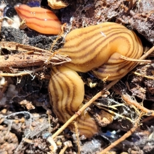 Fletchamia quinquelineata at Molonglo Valley, ACT - 2 Jan 2022