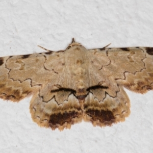 Sandava xylistis at Melba, ACT - 27 Oct 2021 11:29 PM