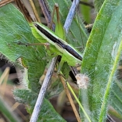 Conocephalus semivittatus (Meadow katydid) at Molonglo Valley, ACT - 2 Jan 2022 by trevorpreston