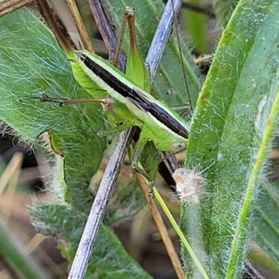 Conocephalus semivittatus (Meadow katydid) at Molonglo Valley, ACT - 2 Jan 2022 by trevorpreston