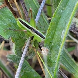 Conocephalus semivittatus at Molonglo Valley, ACT - 2 Jan 2022