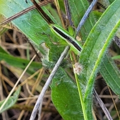 Conocephalus semivittatus at Molonglo Valley, ACT - 2 Jan 2022