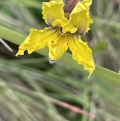 Goodenia paradoxa (Spur Goodenia) at Booth, ACT - 1 Jan 2022 by JaneR