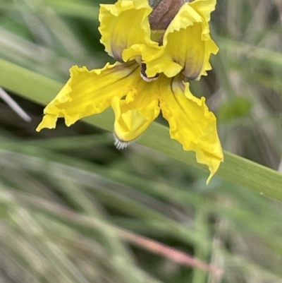 Goodenia paradoxa (Spur Goodenia) at Booth, ACT - 1 Jan 2022 by JaneR