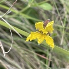 Goodenia paradoxa at Booth, ACT - 1 Jan 2022