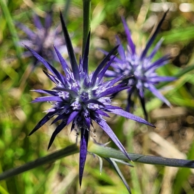 Eryngium ovinum (Blue Devil) at Molonglo Valley, ACT - 2 Jan 2022 by tpreston