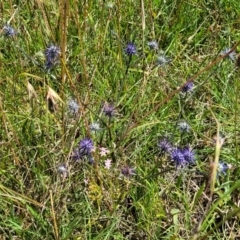 Eryngium ovinum at Molonglo Valley, ACT - 2 Jan 2022 11:01 AM