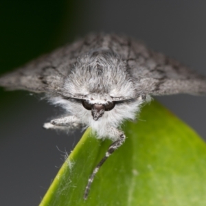 Cyneoterpna wilsoni at Melba, ACT - 27 Oct 2021 11:31 PM