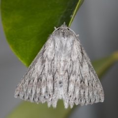 Cyneoterpna wilsoni at Melba, ACT - 27 Oct 2021 11:31 PM