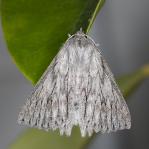 Cyneoterpna wilsoni at Melba, ACT - 27 Oct 2021