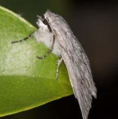 Cyneoterpna wilsoni at Melba, ACT - 27 Oct 2021 11:31 PM