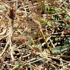 Orthetrum caledonicum (Blue Skimmer) at Molonglo River Reserve - 1 Jan 2022 by tpreston