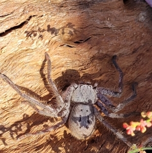 Isopeda canberrana at Molonglo River Reserve - 2 Jan 2022 10:55 AM