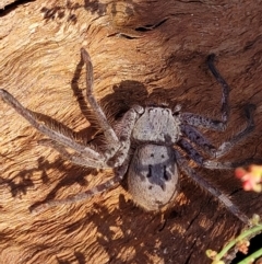 Isopeda canberrana at Molonglo River Reserve - 2 Jan 2022 10:55 AM